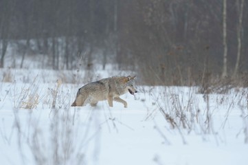 Wolves in Chernobyl radioactivity region running among abandoned hoses with cold winter and deep snow