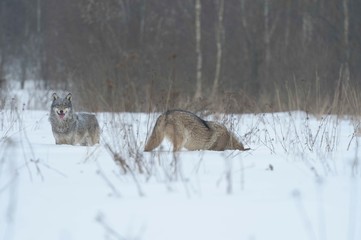 Wolves in Chernobyl radioactivity region running among abandoned hoses with cold winter and deep snow