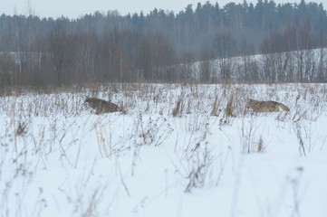Wolves in Chernobyl radioactivity region running among abandoned hoses with cold winter and deep snow