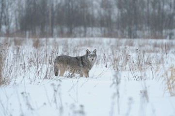 Wolves in Chernobyl radioactivity region running among abandoned hoses with cold winter and deep snow