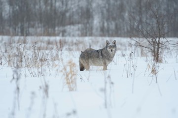 Wolves in Chernobyl radioactivity region running among abandoned hoses with cold winter and deep snow