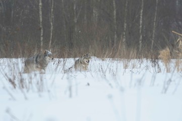 Wolves in Chernobyl radioactivity region running among abandoned hoses with cold winter and deep snow