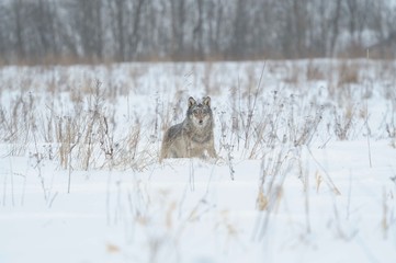 Obraz premium Wolves in Chernobyl radioactivity region running among abandoned hoses with cold winter and deep snow