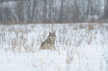 Wolves in Chernobyl radioactivity region running among abandoned hoses with cold winter and deep snow