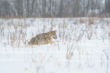 Obraz premium Wolves in Chernobyl radioactivity region running among abandoned hoses with cold winter and deep snow