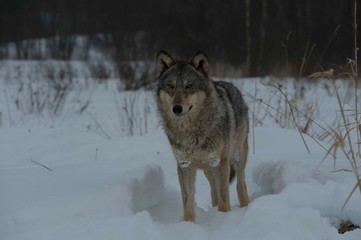 Wolves in Chernobyl radioactivity region running among abandoned hoses with cold winter and deep snow