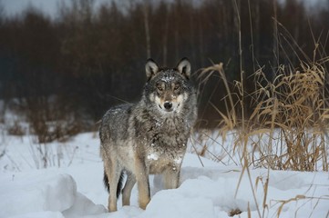 Wolves in Chernobyl radioactivity region running among abandoned hoses with cold winter and deep snow