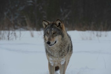 Wolves in Chernobyl radioactivity region running among abandoned hoses with cold winter and deep snow