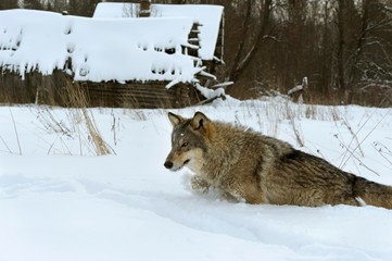 Obraz premium Wolves in Chernobyl radioactivity region running among abandoned hoses with cold winter and deep snow