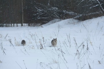 Wolves in Chernobyl radioactivity region running among abandoned hoses with cold winter and deep snow