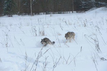 Wolves in Chernobyl radioactivity region running among abandoned hoses with cold winter and deep snow