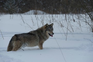 Wolves in Chernobyl radioactivity region running among abandoned hoses with cold winter and deep snow