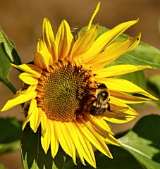 Sunflower is a beautiful large flower that has a great use in the food industry, in medicine, food for animals and humans. © Jitka