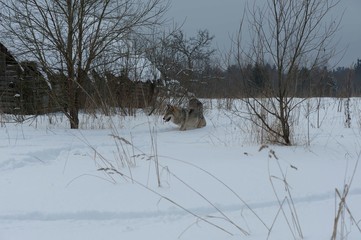 Wolves in Chernobyl radioactivity region running among abandoned hoses with cold winter and deep snow