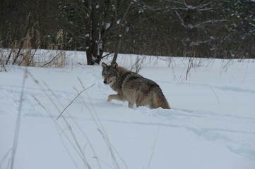 Wolves in Chernobyl radioactivity region running among abandoned hoses with cold winter and deep snow
