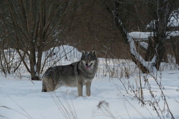 Wolves in Chernobyl radioactivity region running among abandoned hoses with cold winter and deep snow