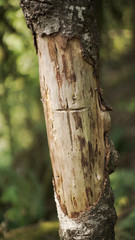 Cross carved into a dead tree in a green forest