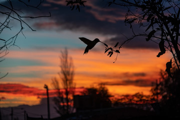 Hummingbird and a amazing sunset