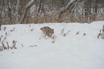 Wolves in Chernobyl zone at winter and snow