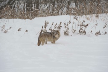 Wolves in Chernobyl zone at winter and snow