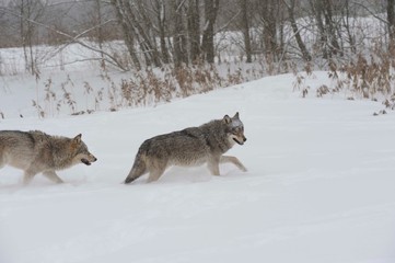 Wolves in Chernobyl zone at winter and snow