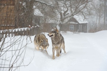 Wolves in Chernobyl zone at winter and snow