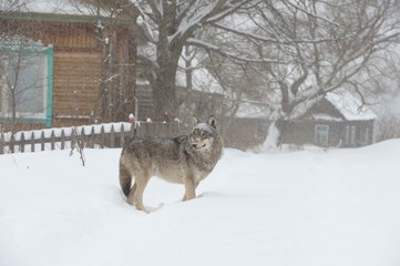 Wolves in Chernobyl zone at winter and snow