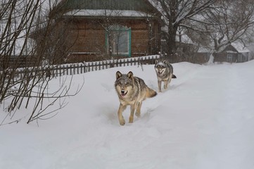Wolves in Chernobyl zone at winter and snow
