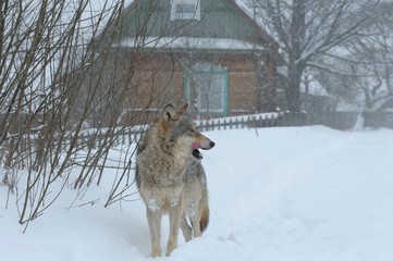 Wolves in Chernobyl zone at winter and snow