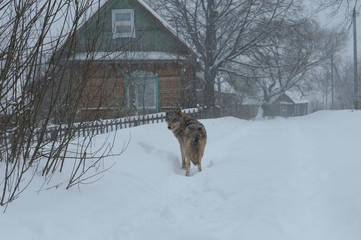 Wolves in Chernobyl zone at winter and snow