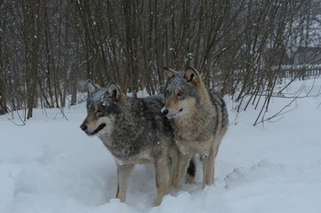 Wolves in Chernobyl zone at winter and snow