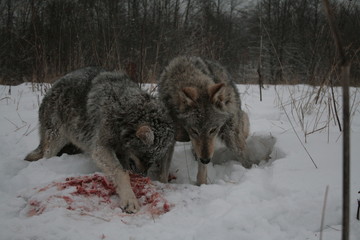 Fototapeta premium Wolves in winter and victim, expressions emotions and howling