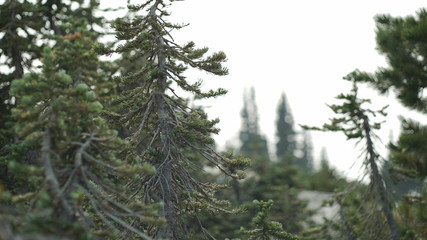 evergreens in a mountain range in british columbia canada