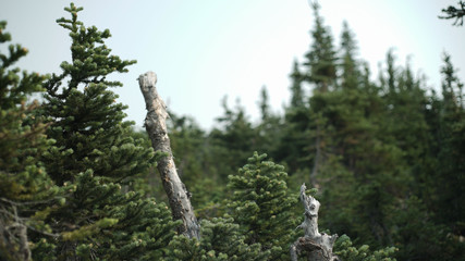 Fototapeta premium evergreens in a mountain range in british columbia canada
