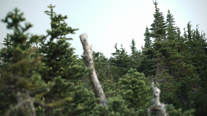 Fototapeta premium evergreens in a mountain range in british columbia canada