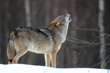 Wolves in winter and victim, expressions emotions and howling