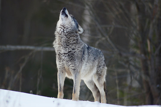 Wolves in winter and victim, expressions emotions and howling © adventure