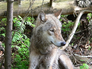Wolf in summer walking near river and flowers
