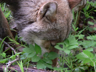 Wolf in summer walking near river and flowers