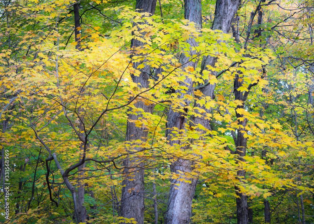Wall mural a maple sapling in peak autumn color in a midwest forest.