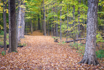 A hiking trail carpeted in autumn leaves invites hikers to explore a Midwest woodland on a crisp fall afternoon.