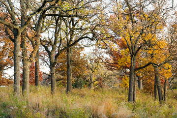 Fototapeta na wymiar Afternoon sunlight on a Midwest oak savanna in peak autumn colors.