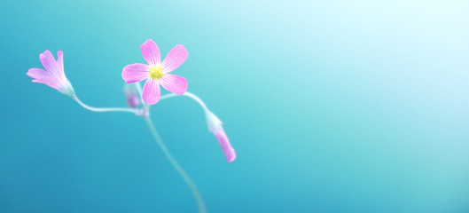 Beautiful pink flower with blue bright background