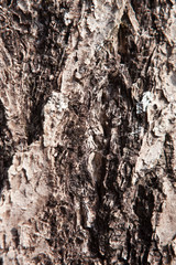 銀杏の木の樹皮