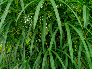 Nature Green view of long-leaf cassava for background and wallpaper. Manihot esculenta, commonly called cassava, manioc, yuca, macaxeira, mandioca, kappa kizhangu and aipim