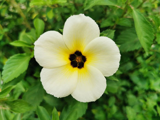 beautiful of Turnera subulata flower on green leaves background. This fresh flower known by the common names white buttercup, sulphur alder, politician's flower, dark-eyed turnera, and white alder