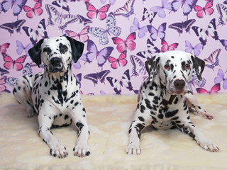 Two Dalmatian dogs (liver spotted and black spotted) posing together indoors lying down on a fluffy carpet on a pink background with butterflies