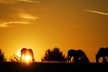 Fototapeta na wymiar The sun rises on horses grazing in a meadow