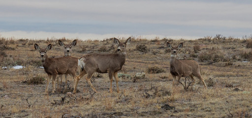 herd of deer