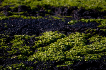 Obraz premium Green plants